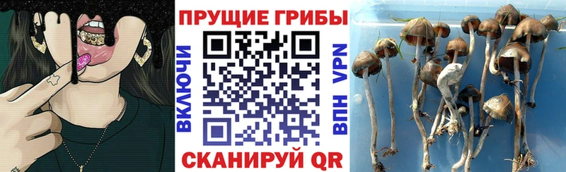 где купить наркотик  Александровск  Галлюциногенные грибы мицелий 